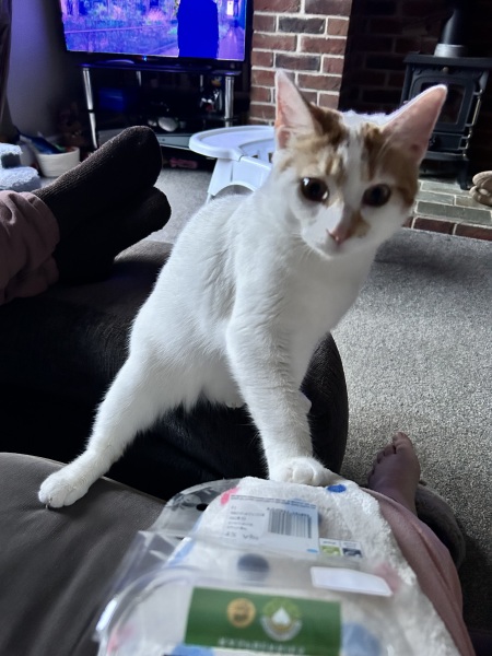 What foods does your cat unexpectedly really like?
