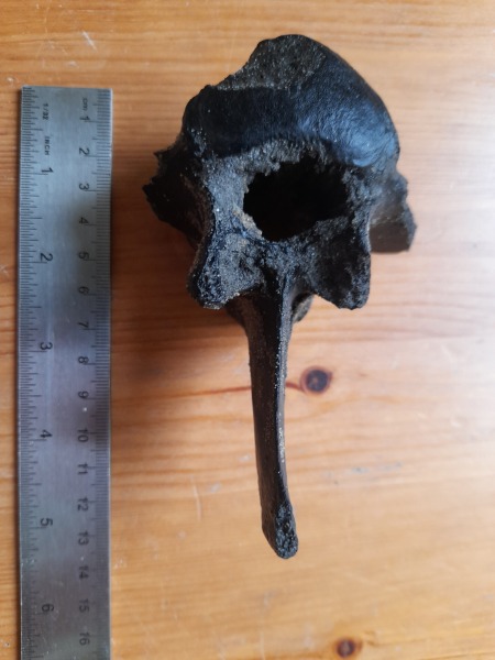 I found a bone on the beach - can anyone help ID please?