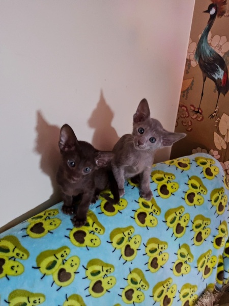 Meet Willow and Oz