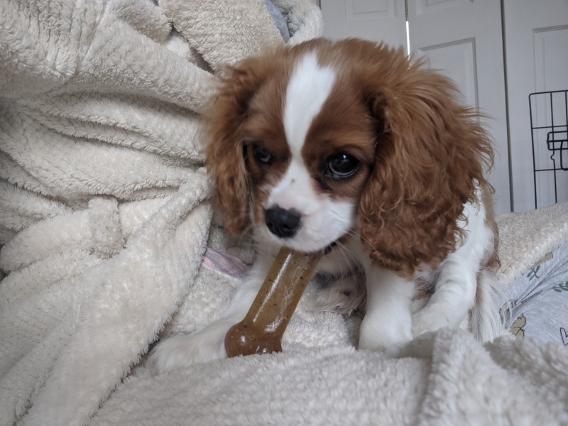 Puppy Survival Thread for New and Old Pups - Spring is around the corner!