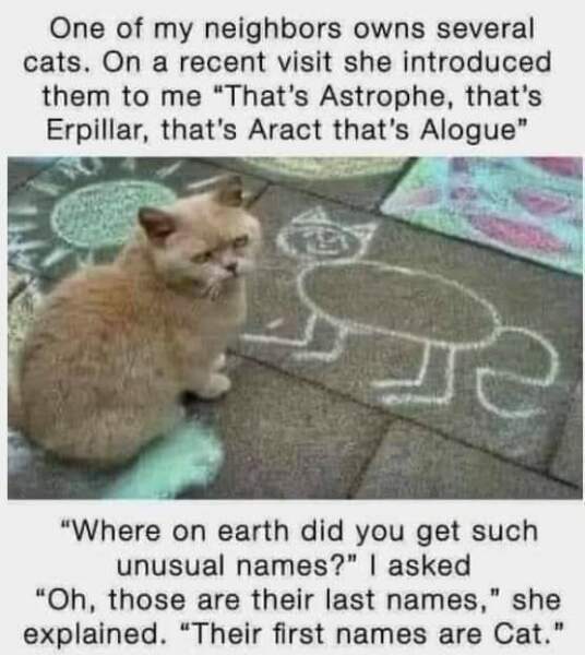 Machiavellian Misbehaviour- the Excellent Cats Deny Everything
