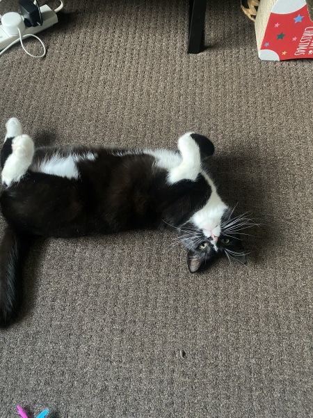 Helping very nervous rescue cat settle in