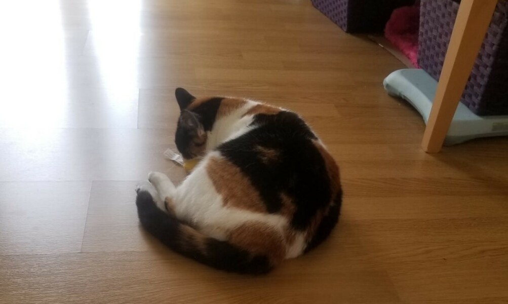 My first cat tax!