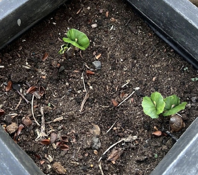 What's this growing in my hydrangea pot?