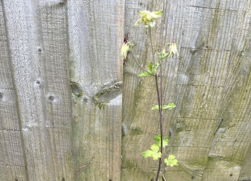 Is this a weed?