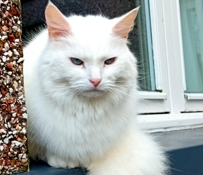 Machiavellian Misbehaviour- the Excellent Cats Deny Everything
