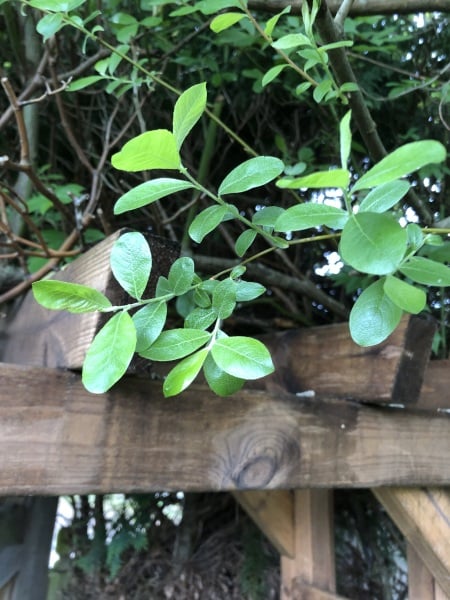 Tree identification please