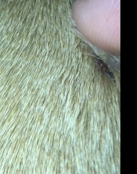 What is this on my cat?