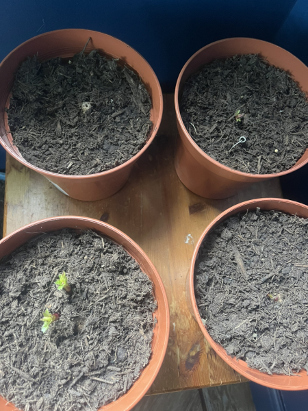 Is anyone ready to be excited about dahlias yet?
