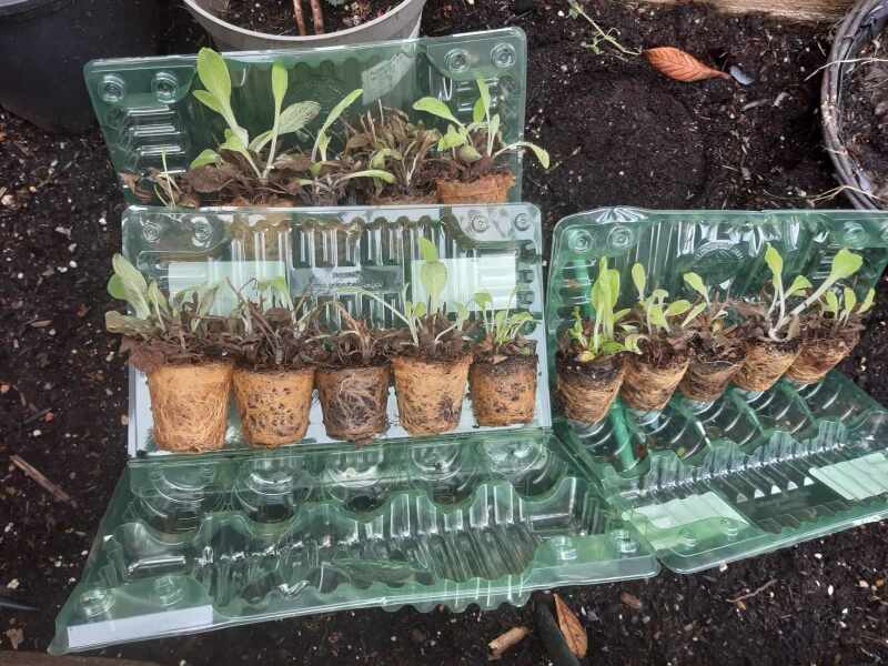 To think these plants are not healthy??