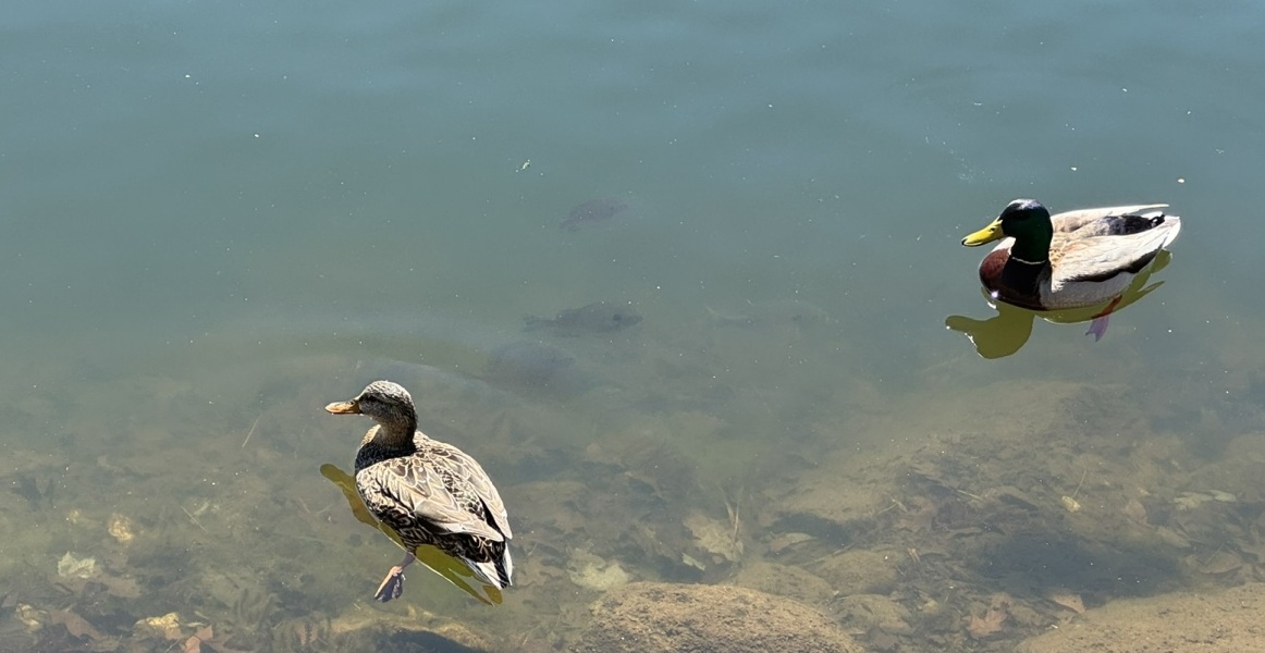 Come and tell me your dull and unexciting news 29: Calmly through the day