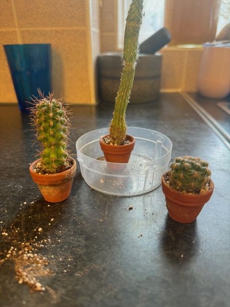 Cactus advice please!