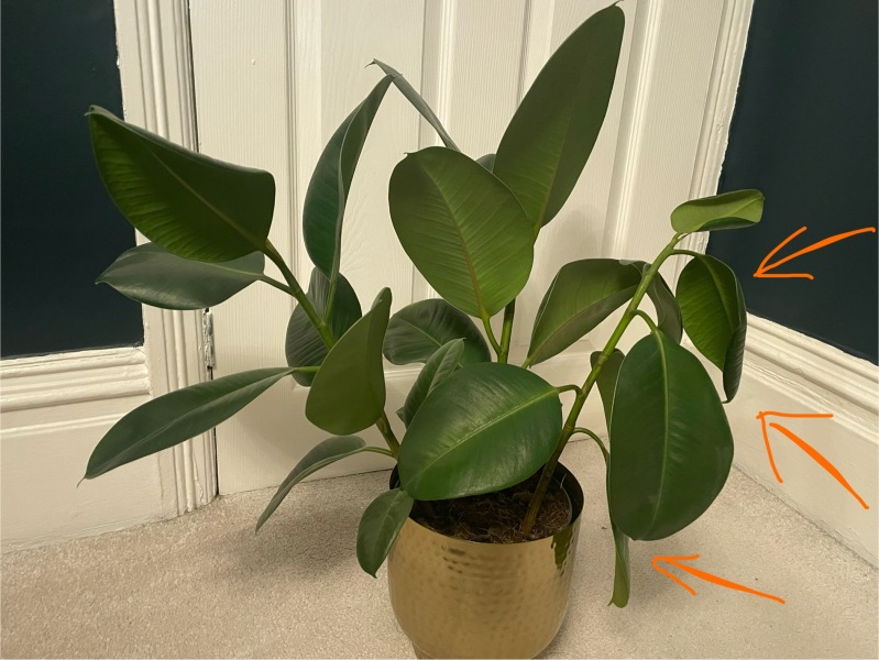 Why is just one stem of my rubber plant sad and droopy? (Photo)