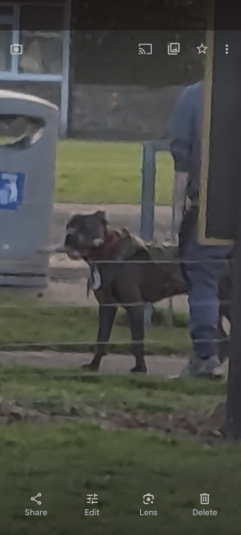 Is this an XL Bully?