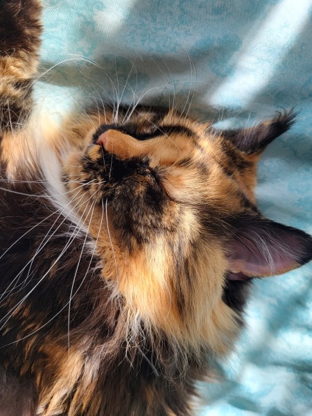Tales and Tails and NMCs  -  the Excellent Cats March On