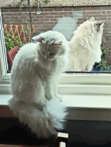 Machiavellian Misbehaviour- the Excellent Cats Deny Everything