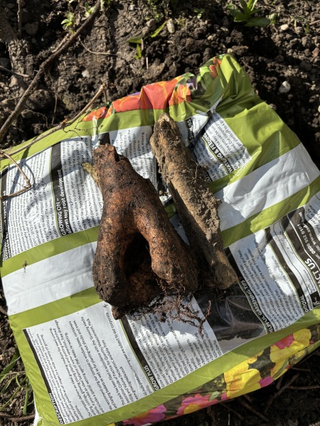 Keep finding bones while digging at new home