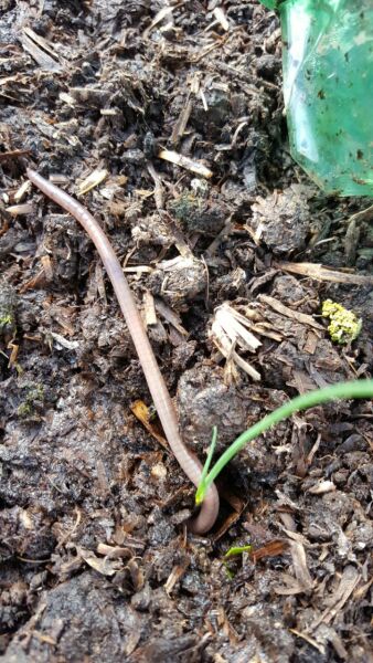 What have you done in the garden today Part 4 Spring 2024.