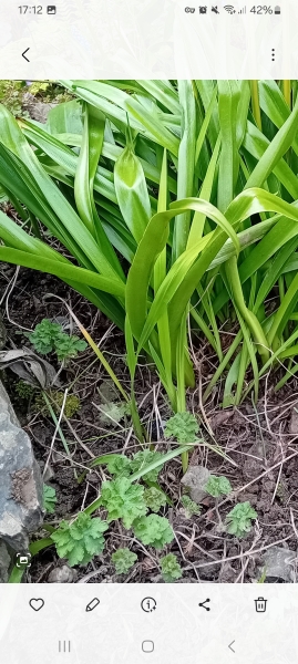 Plant grown from a mystery tuber -I'd?