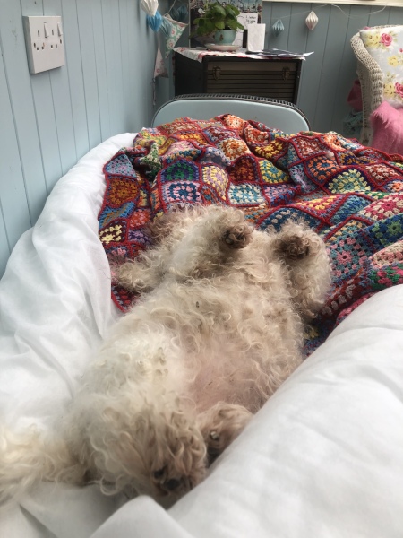 Please - if you can- and its not too hard for you - may I talk about my beloved dogs passing .