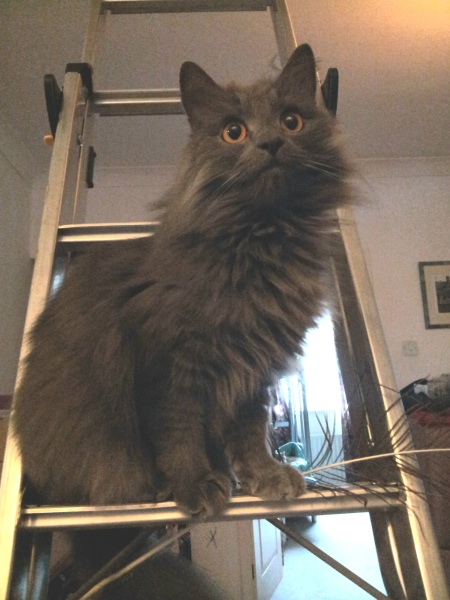 Machiavellian Misbehaviour- the Excellent Cats Deny Everything