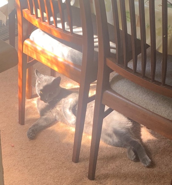 Machiavellian Misbehaviour- the Excellent Cats Deny Everything