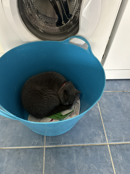 So we got a cat…