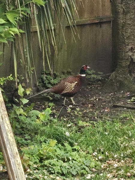 Why do middle aged people become obsessed with birds?