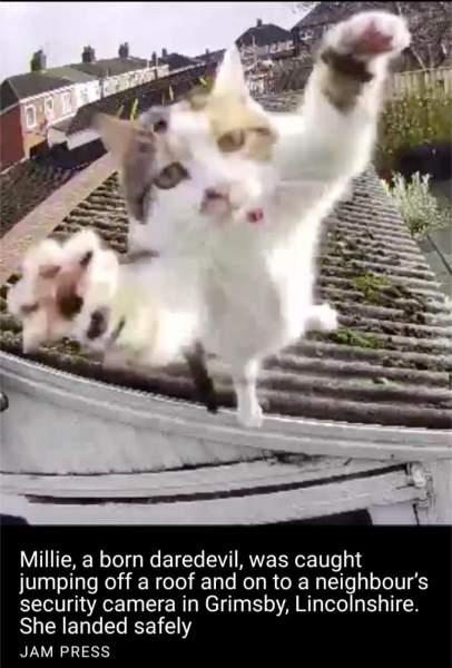 Can cats get out of 2nd storey windows?