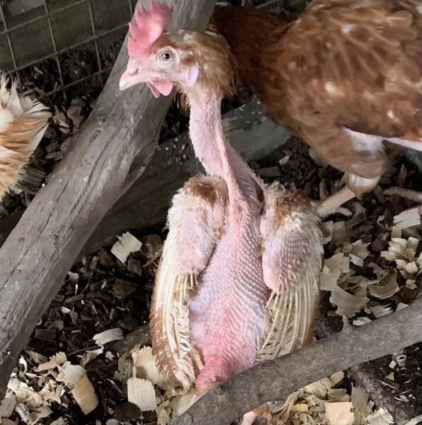 To show you what your free range egg providers really look like?