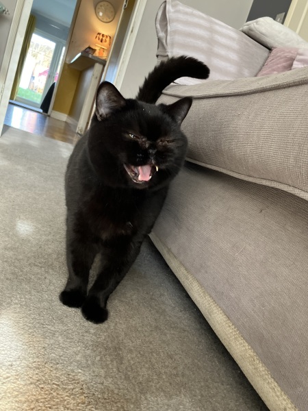 Meet Ralph