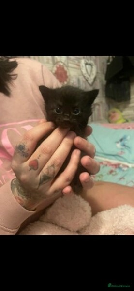 Picking up kitten on sat eek!