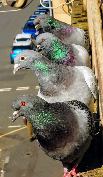 To hate pigeons with every bone in my body?