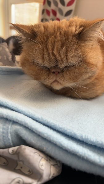 Sad Cheddar