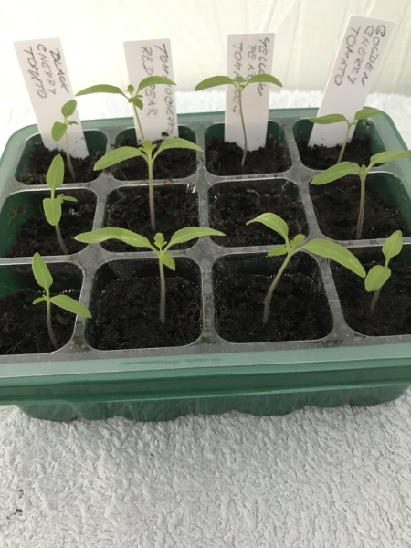 Tomato seedlings