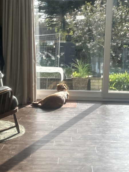 Puppy Survival Thread for New and Old Pups - Spring is around the corner!