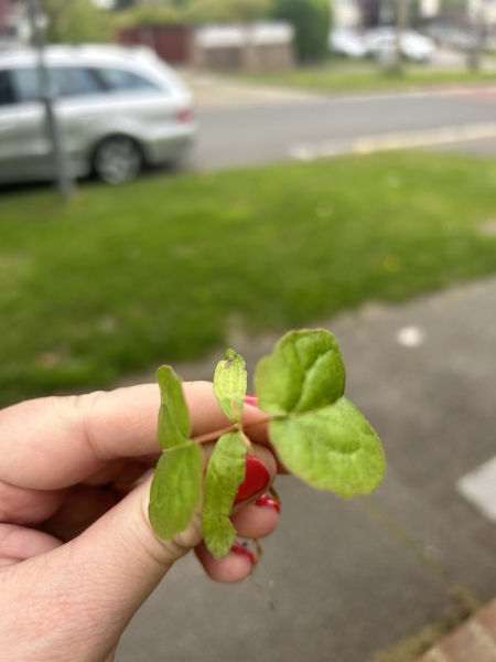 Is this a bindweed seedling?