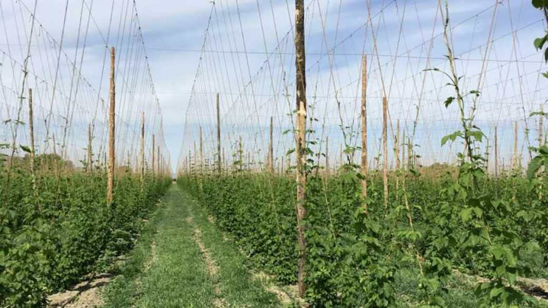 Farming - what are these strange tall twine 'cages' in fields in Herefordshire??
