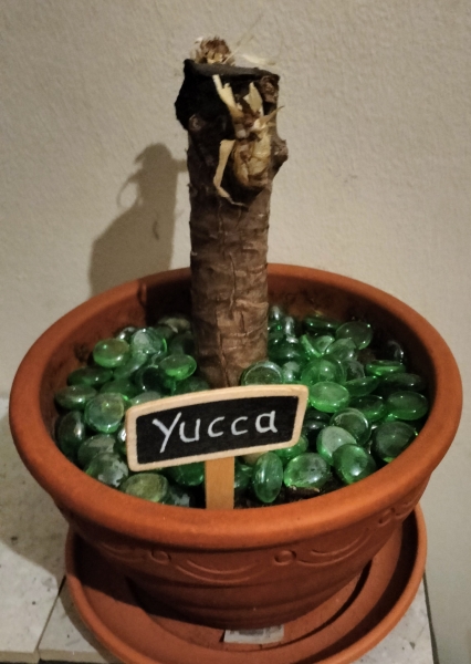 Yucca Plant ~ Is there any hope?
