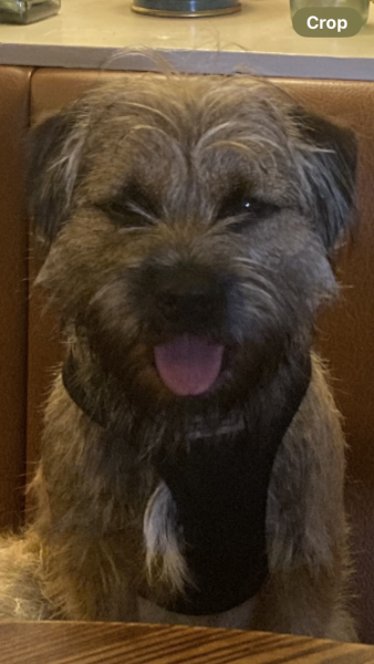 Puppy Survival Thread for New and Old Pups - Spring is around the corner!