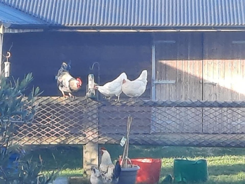 To show you what your free range egg providers really look like?