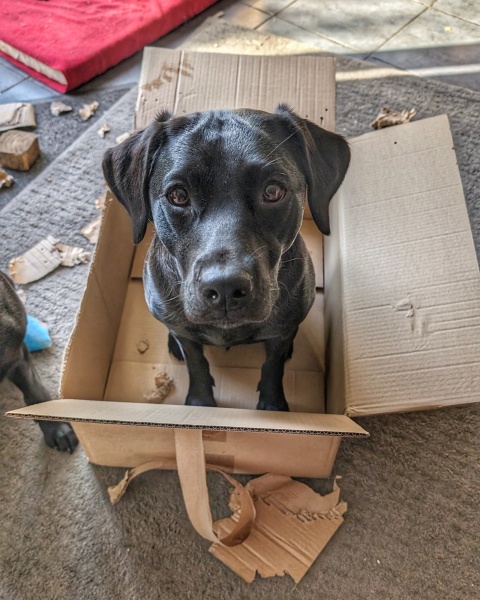 Puppy Survival Thread for New and Old Pups - Spring is around the corner!