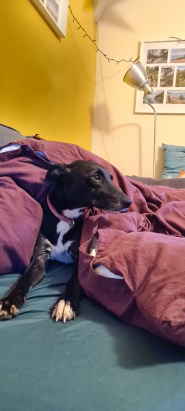 First few days/weeks with a new dog