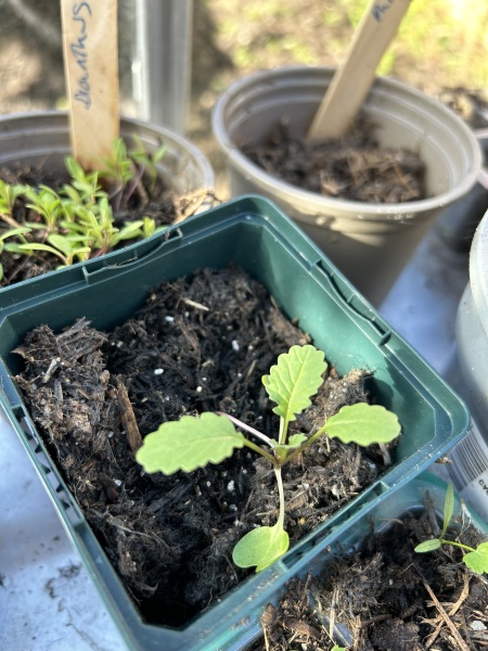 Plant ID
