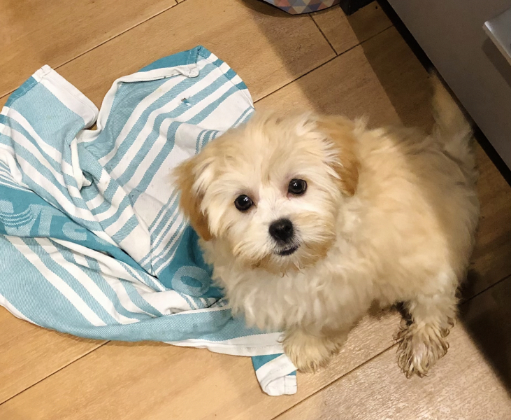 Name for my puppy?