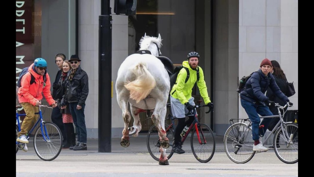 Horses Running Free in Central London