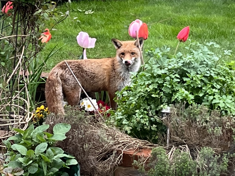 what unwanted things regularly get into your  garden?