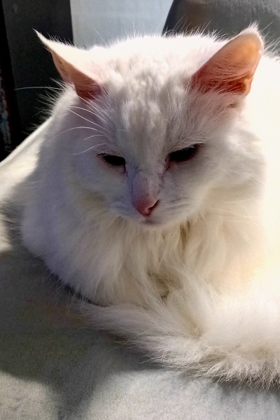 Machiavellian Misbehaviour- the Excellent Cats Deny Everything