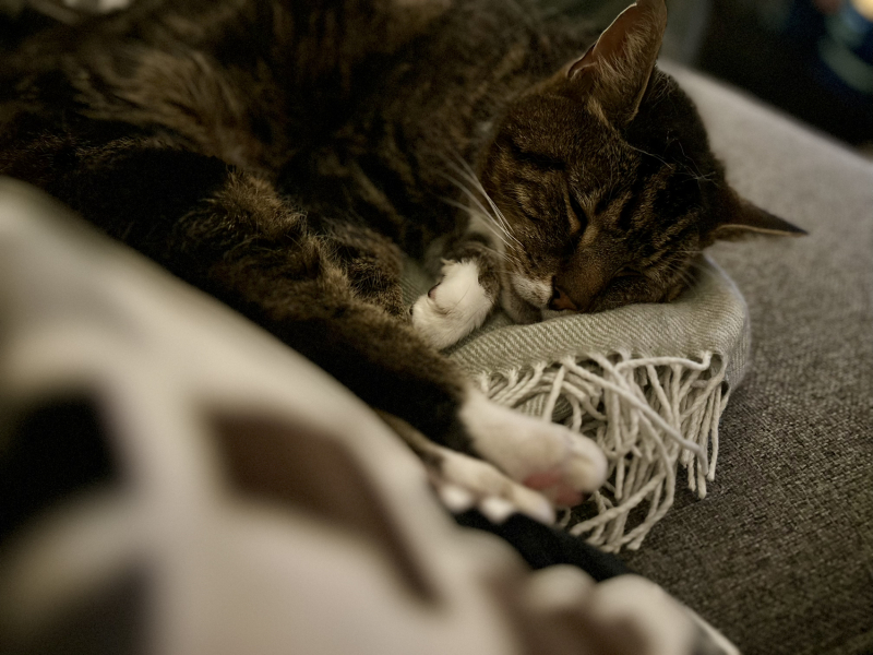 Catterys in your area - any summer availability?!?