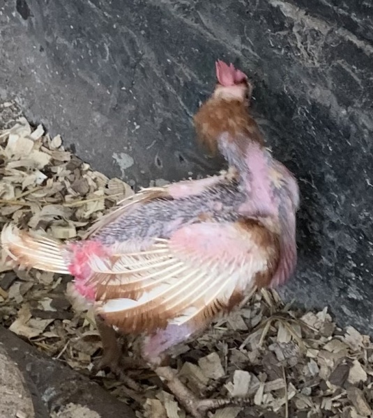 To show you what your free range egg providers really look like?